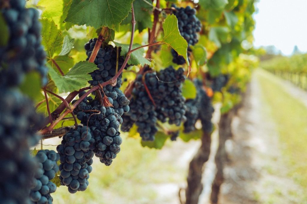 local vineyard